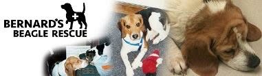 Bernard's Beagle Rescue