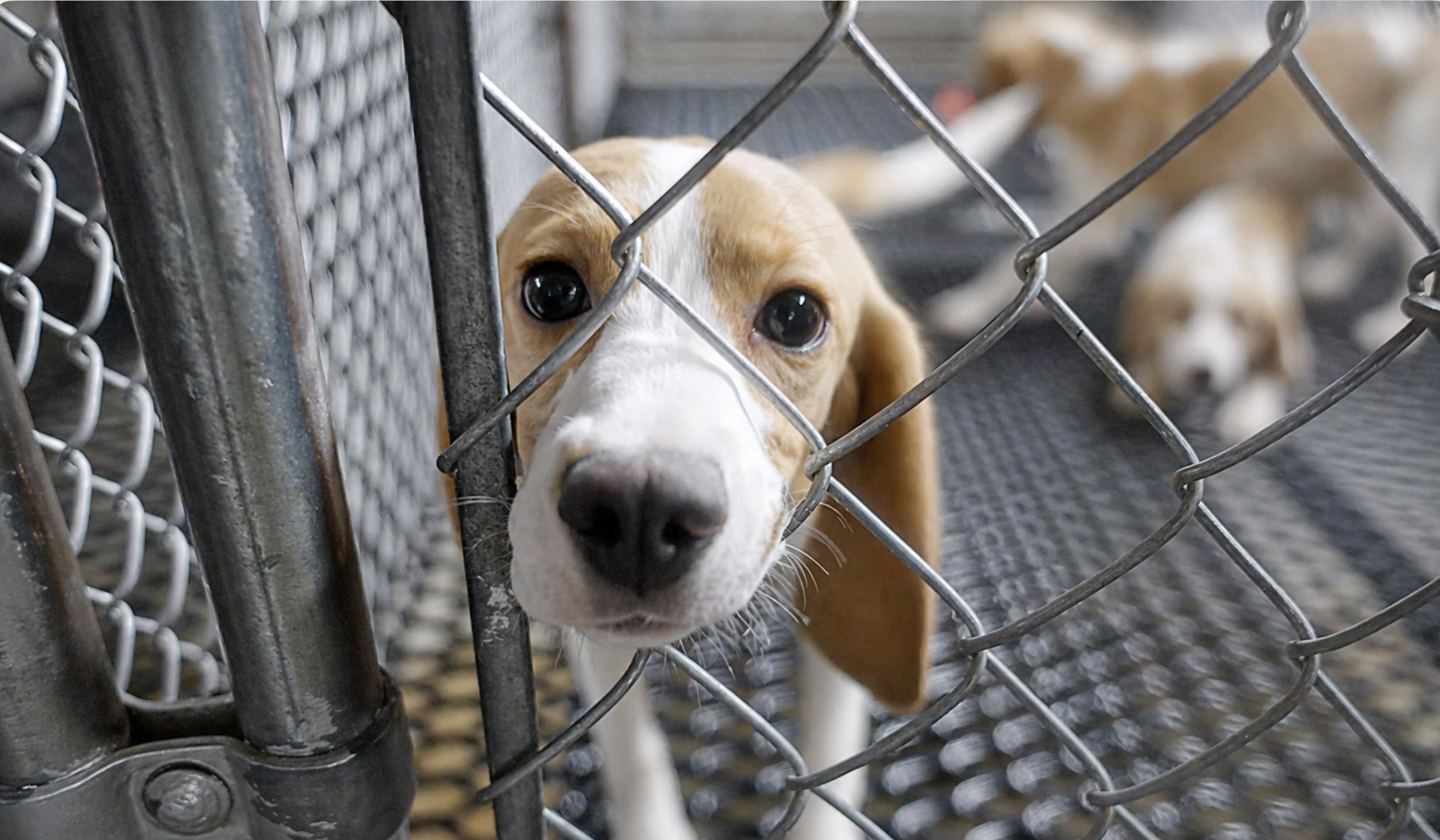 A beagle looking through kennel fencing.