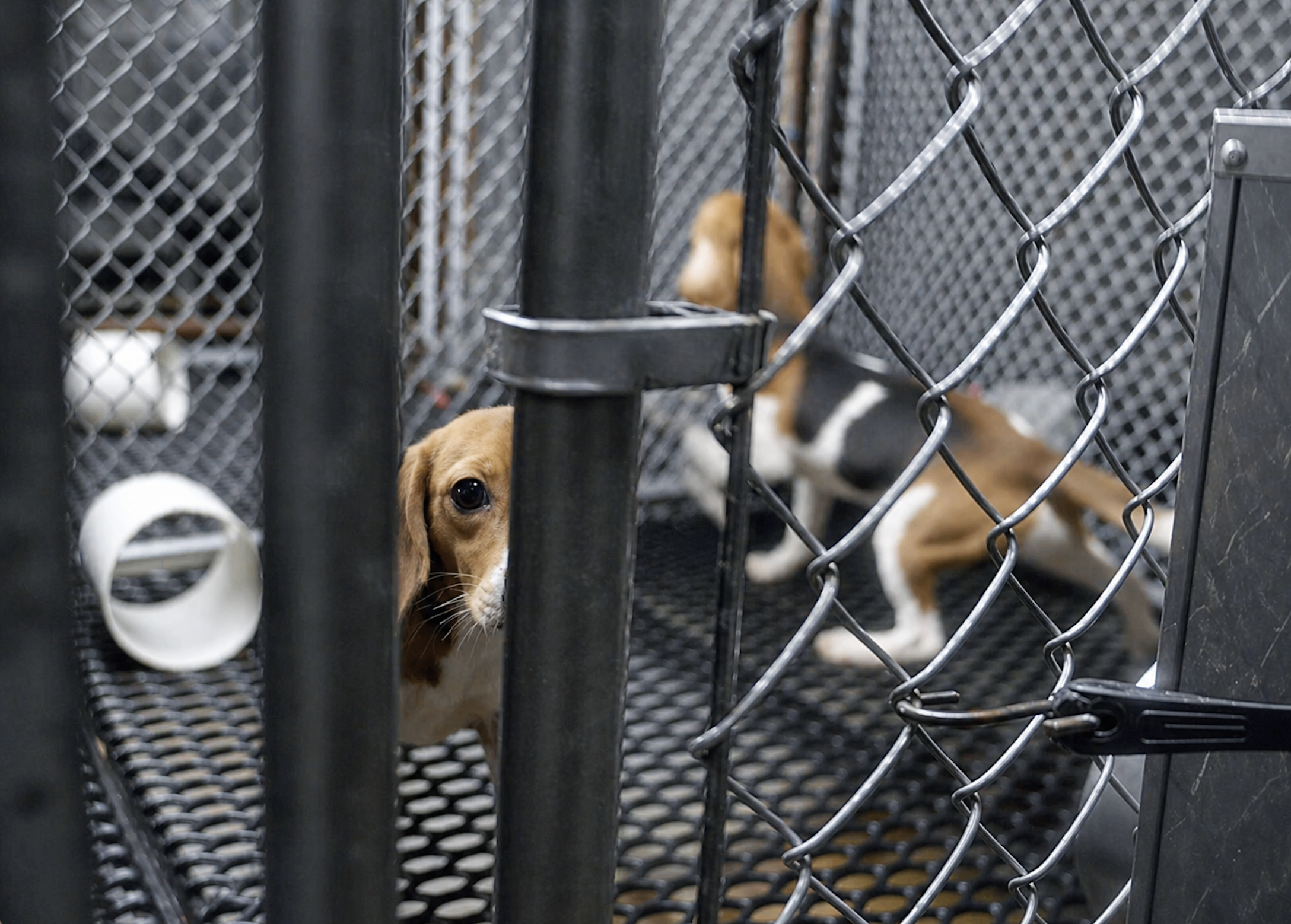 Beagles inside a kennel enclosure.